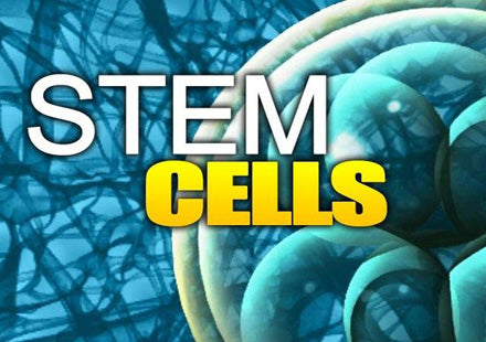 Stem cell related product
