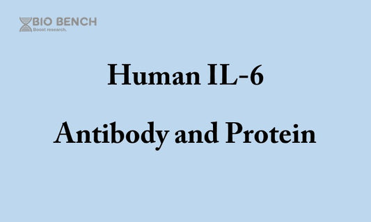 Human IL-6 antibody and protein - IVD material
