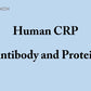 Human CRP antibody and antigen