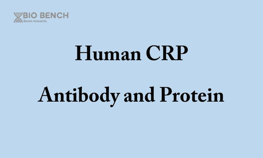 Human CRP antibody and antigen