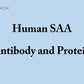 Human SAA antibody and antigen