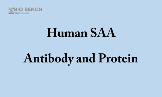 Human SAA antibody and antigen