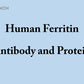 Human Ferritin antibody and antigen