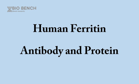 Human Ferritin antibody and antigen