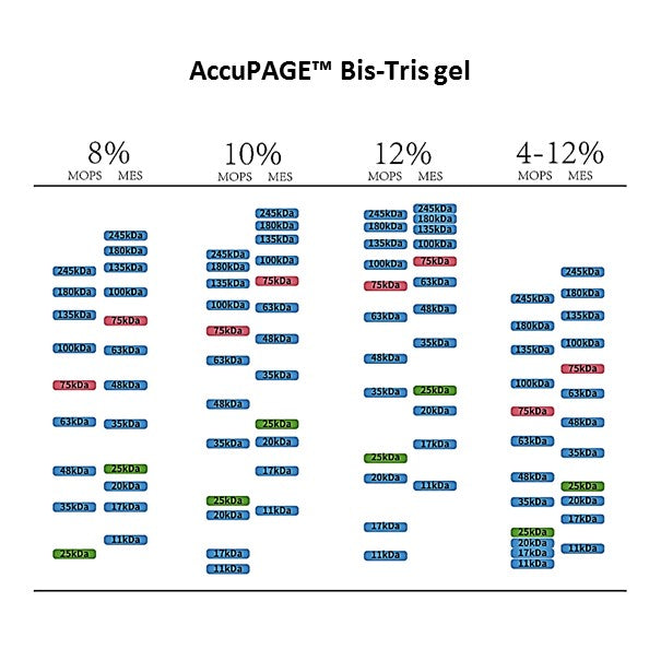 AccuPAGE™ Bis-Tris Precast Gel